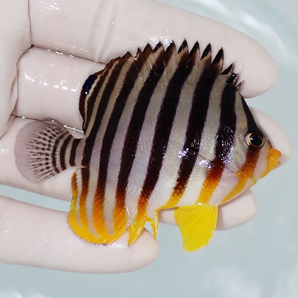【現物7】シマヤッコ 7cm±! 海水魚 生体 15時までのご注文で当日発送(t111(t207