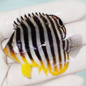 Small tropical fish with bold black and white vertical stripes, bright yellow fins and orange face, held in a gloved hand.