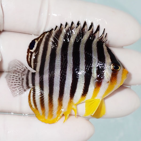 【現物8】シマヤッコ 5.5cm±! 海水魚 生体 15時までのご注文で当日発送(t111(t207