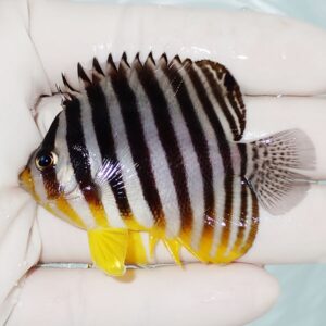 Small striped tropical fish with black-and-white vertical bars and bright yellow fins held in a gloved hand in a lab or aquarium setting.