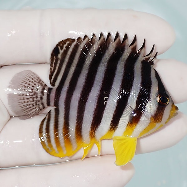 【現物6】シマヤッコ 6.3cm±! 海水魚 生体 15時までのご注文で当日発送(t111(t207