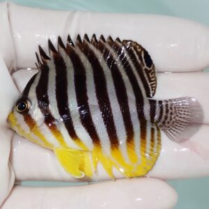 Small tropical fish with bold black and white vertical stripes and yellow fins being held in a gloved hand and wet from water.