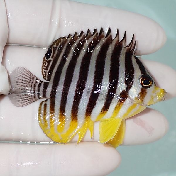【現物5】シマヤッコ 6cm±! 海水魚 生体 15時までのご注文で当日発送(t111(t207