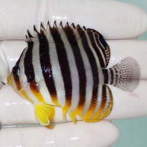 Small tropical fish with bold black-and-white vertical stripes and yellow fins being held by gloved fingers.