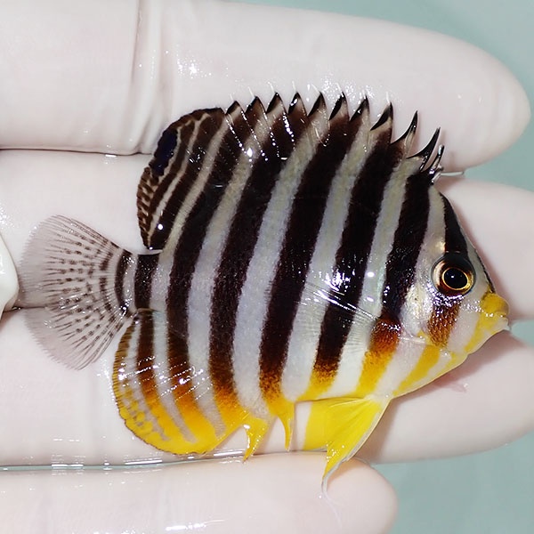 【現物4】シマヤッコ 5.5cm±! 海水魚 生体 15時までのご注文で当日発送(t111(t207