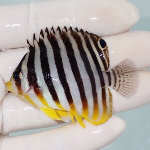 Small tropical fish with black and white vertical stripes and yellow fins held in a gloved hand.
