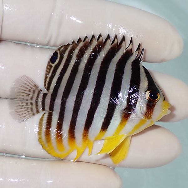【現物33】シマヤッコ 5.5cm±! 海水魚 生体 15時までのご注文で当日発送(t111(t207