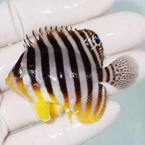 Small tropical fish with black and white vertical stripes and yellow fins held in a gloved hand.