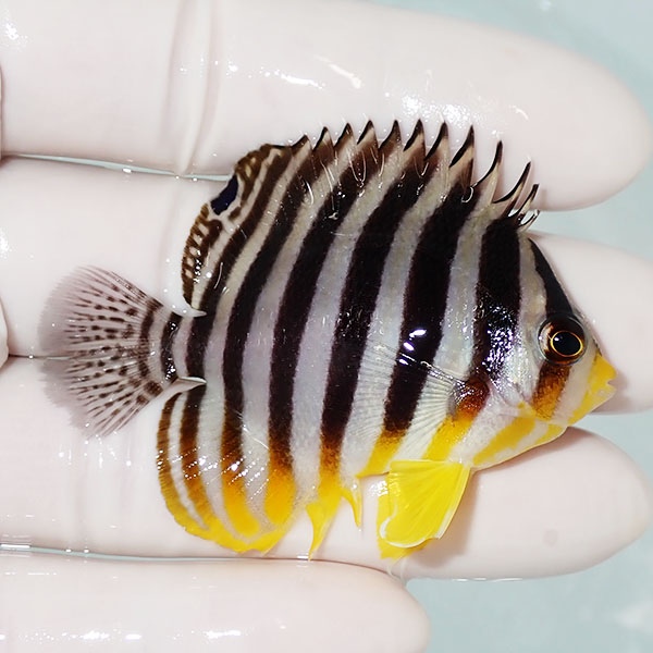 【現物14】シマヤッコ 6cm±! 海水魚 生体 15時までのご注文で当日発送(t111(t207