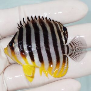 Small tropical fish with black and white vertical stripes and yellow fins held by gloved fingers.
