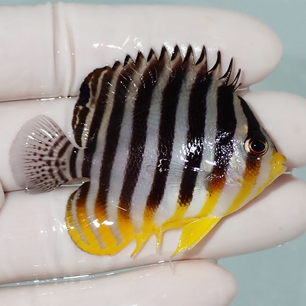 【現物10】シマヤッコ 6cm±! 海水魚 生体 15時までのご注文で当日発送(t111(t207
