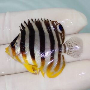 Small tropical fish with vertical black and white stripes, yellow fins, being held on gloved fingers.