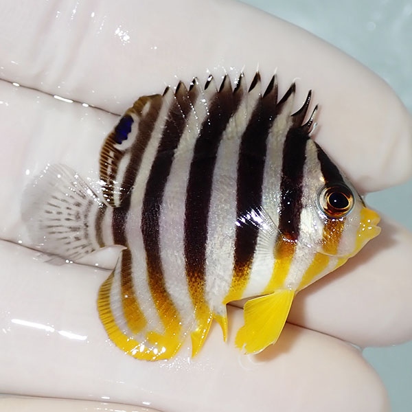 【現物31】シマヤッコ 4.5cm±! 海水魚 生体 15時までのご注文で当日発送(t111(t207