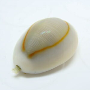 Glossy white cowrie shell with a thin orange-brown margin, set on a white background.