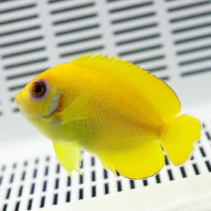 Bright yellow tropical fish swimming above a white perforated surface in an aquarium setting.