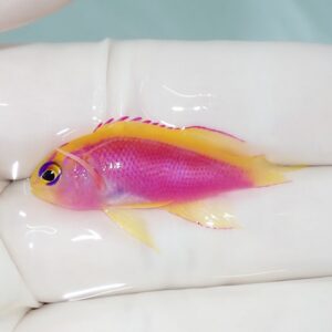 Small pink and yellow tropical fish resting on a gloved hand, showing purple‑pink body and yellow fins