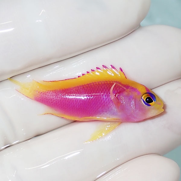 【現物】尾びれ欠け ベントラリス 3.5cm!海水魚 ハナダイ 15時までのご注文で当日発送【ハナダイ】(t207