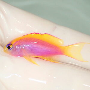 Bright tropical fish with a purple body and yellow fins resting on a white surface.
