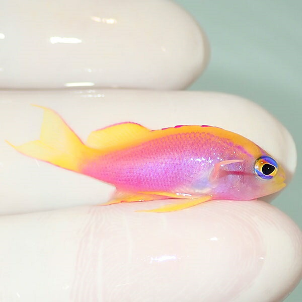 【現物3】ベントラリス 3cm!海水魚 ハナダイ 15時までのご注文で当日発送【ハナダイ】(t207