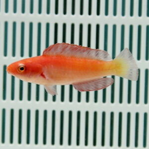 Orange-red small freshwater fish swimming in front of a white vertical-slotted tank background.
