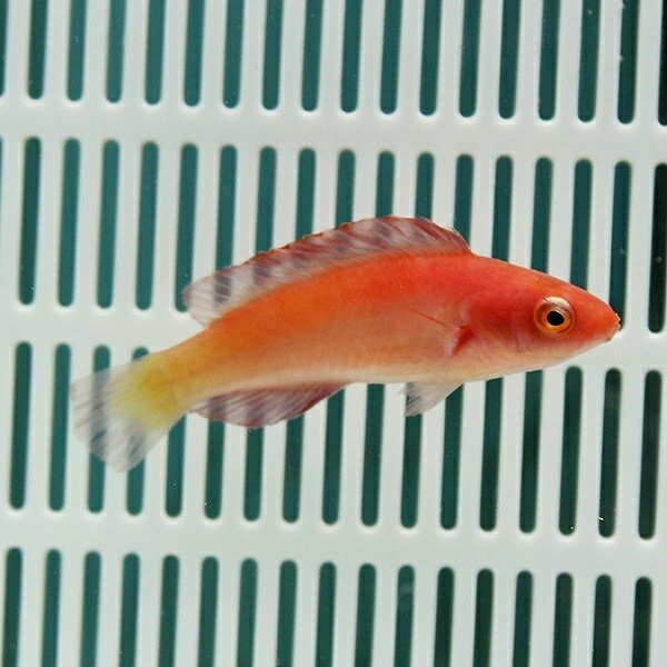マグマフェアリーラス 4-5cm!海水魚 ベラ 15時までのご注文で当日発送(t122