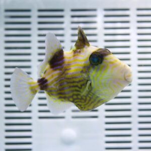 Yellow and purple striped tropical fish facing right, in an aquarium with a white vent-like background behind it.