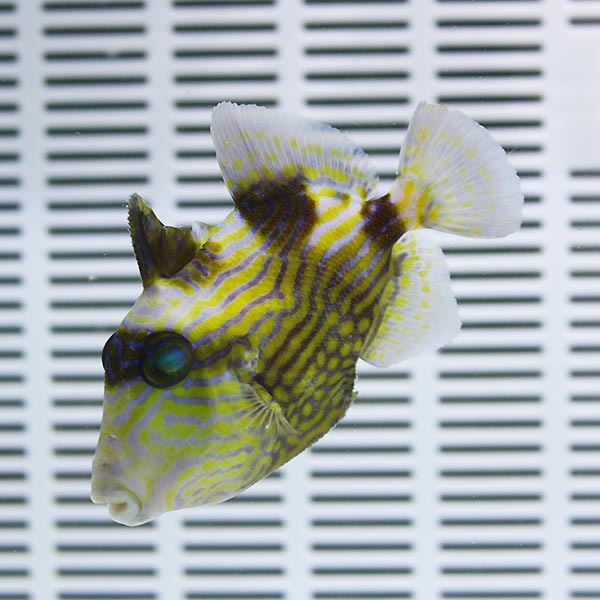 イソモンガラ 大きめ 10-12cm±! 海水魚 ハギ 餌付け・ 15時までのご注文で当日発送【モンガラ】(t119