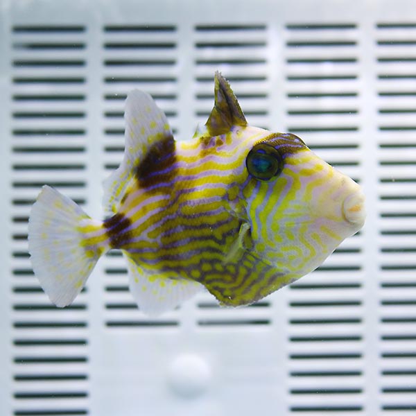 イソモンガラ 大きめ 10-12cm±! 海水魚 ハギ 餌付け・ 15時までのご注文で当日発送【モンガラ】(t119