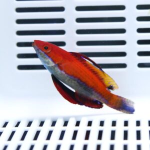 Bright orange-red tropical fish with blue-tinted fins swimming in front of a white vented surface.