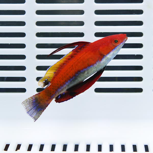 ファイティングフェアリーラス 4-6cm±!海水魚 ベラ15時までのご注文で当日発送(t122