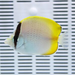 Side view of a pale tropical butterflyfish with yellow-edged fins, swimming in front of a striped background.