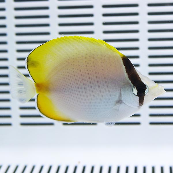 コクテンチョウ 6-8cm±! 海水魚 チョウチョウウオ 15時までのご注文で当日発送(t114