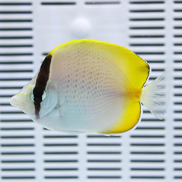 コクテンチョウ 6-8cm±! 海水魚 チョウチョウウオ 15時までのご注文で当日発送(t114