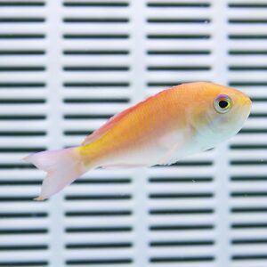 Orange and white fish swimming in an aquarium in front of a striped background.