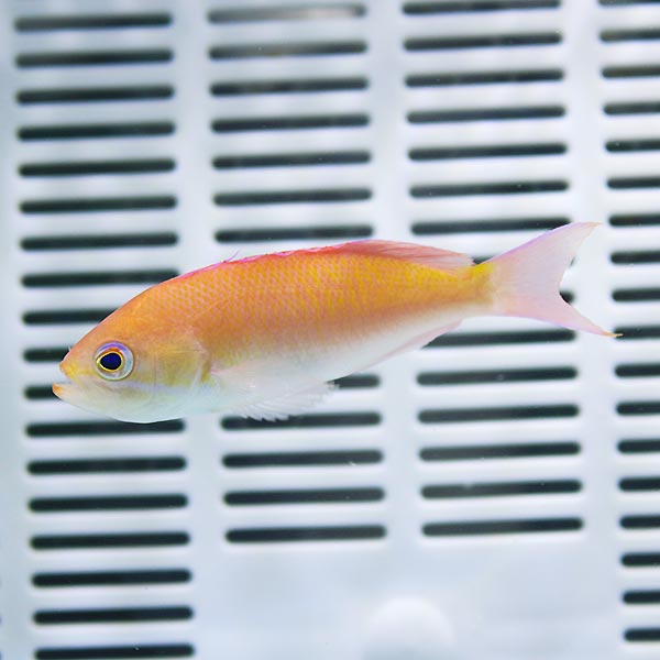 マルシアズアンティアス♀3匹セット 5-7cm± モルディブ! 海水魚 ハナダイ 餌付け済み 15時までのご注文で当日発送(t118