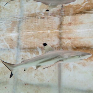 Small shark swimming in a clear aquarium tank with rock-like background behind it
