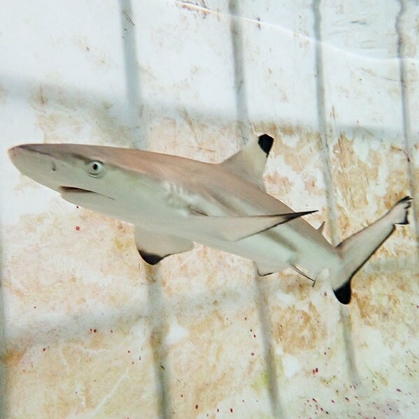 【発送相談可能】ブラックチップシャーク 餌付け済み 50cmぐらい ! 海水魚 サメ 15時までのご注文で当日発送(t231
