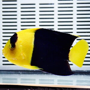Yellow butterflyfish with a bold black midsection, swimming in an aquarium.