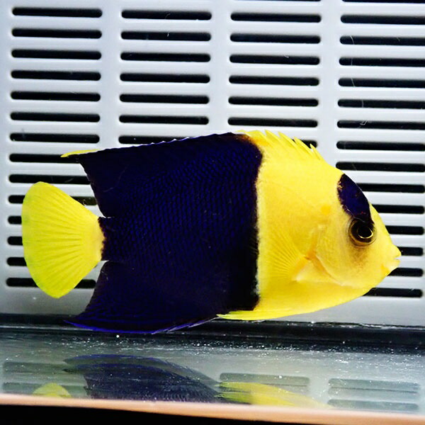 ソメワケヤッコ 7-9cm±! 海水魚 ヤッコ15時までのご注文で当日発送(t111