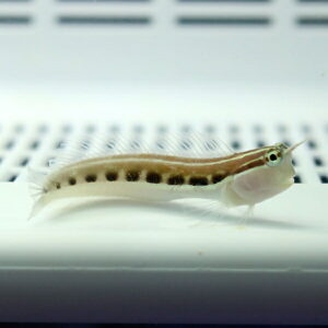 Small, pale fish with dark spots along its side, translucent fins, in an aquarium.