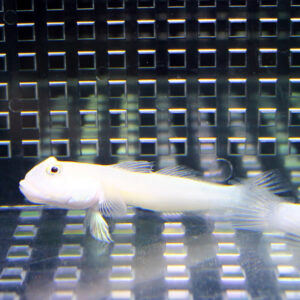 White elongated fish with translucent fins swimming in a clear tank with a grid-pattern background behind it.