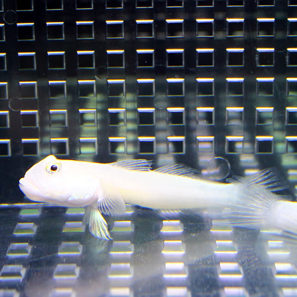 ミズタマハゼ 5-7cm±!  海水魚 ハゼ 【15時までのご注文で当日発送】(t121