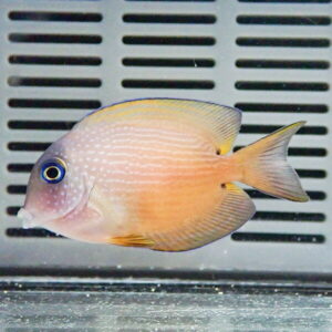 Orange tropical fish with a rounded body swimming in an aquarium, in front of a gray slatted panel behind it.