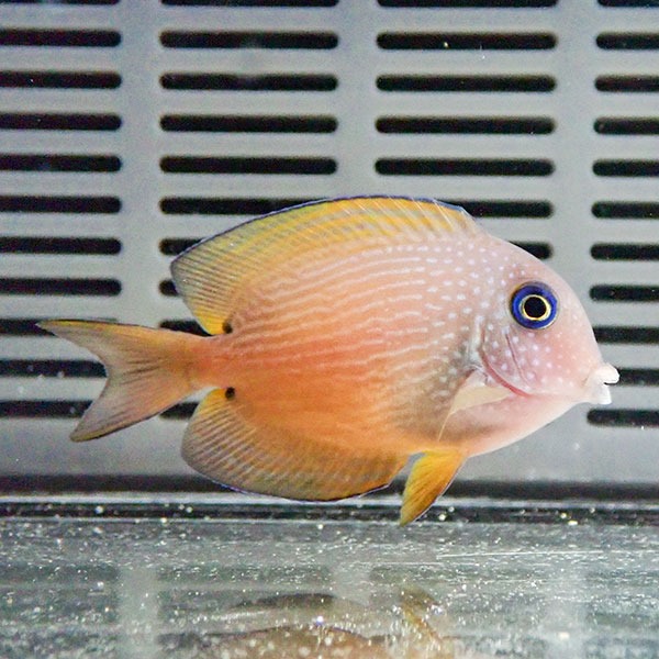 サザナミハギ 4-6cm± ! 海水魚 ハギ 15時までのご注文で当日発送