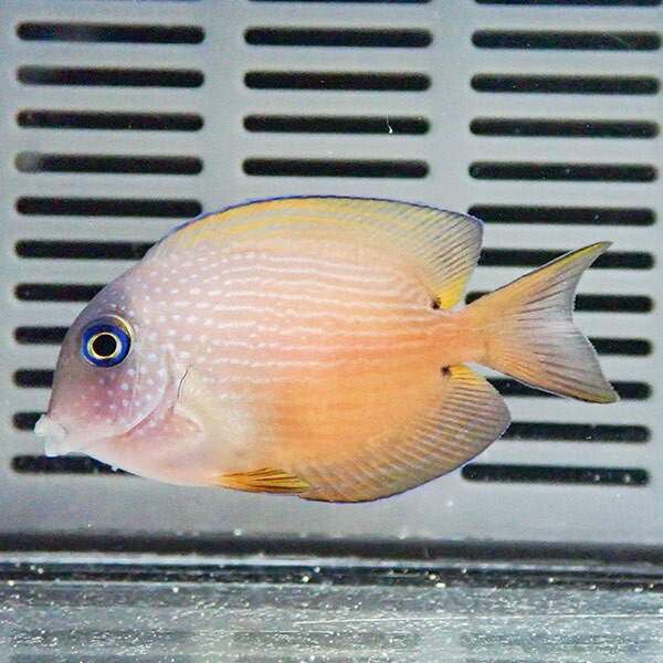 サザナミハギ 4-6cm± ! 海水魚 ハギ 15時までのご注文で当日発送