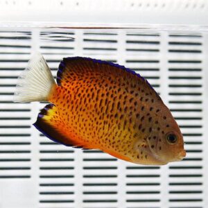 Bright orange tropical fish with dark spots and purple-edged fins swimming in an aquarium background with white vent-like panels.