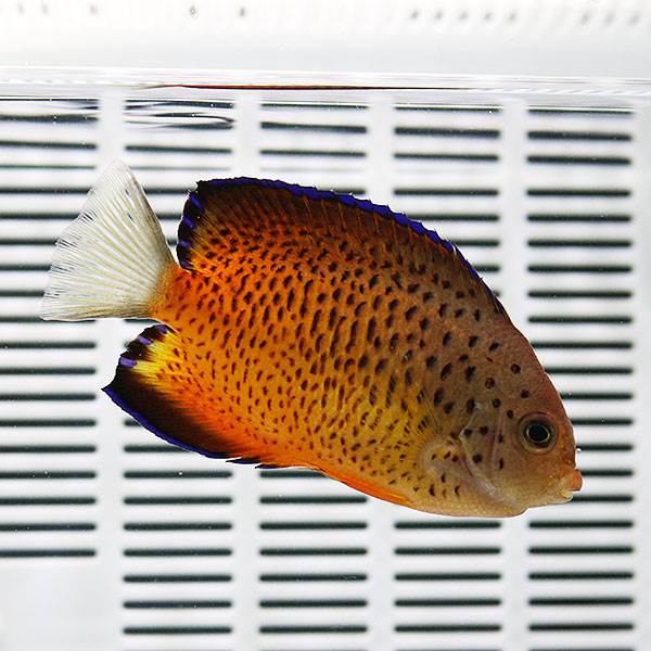 アカハラヤッコ 6-8cm± !海水魚 ヤッコ (t111