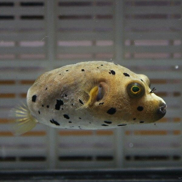 コクテンフグ 10-12cm!海水魚 フグ 15時までのご注文で当日発送(t123(t207
