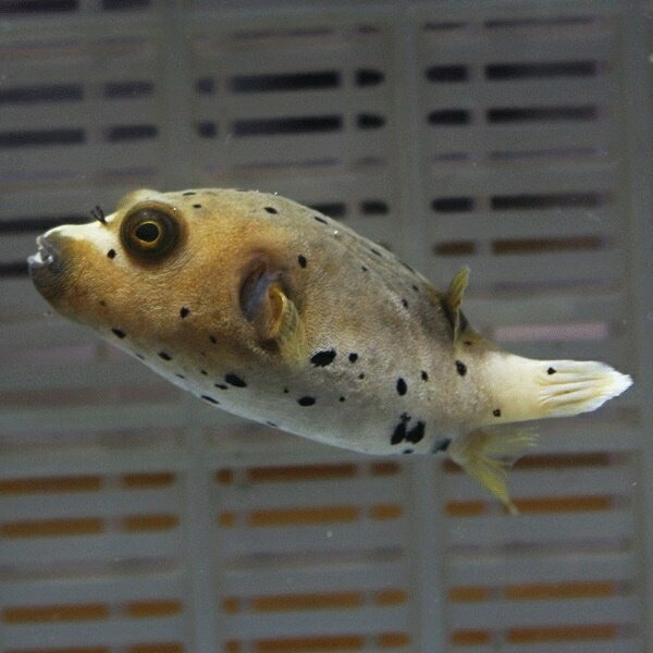 コクテンフグ 10-12cm!海水魚 フグ 15時までのご注文で当日発送(t123(t207
