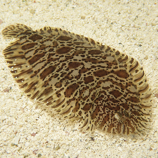 ガラスウシノシタ 9-12cm± ! 海水魚 15時までのご注文で当日発送【ウシノシタ】